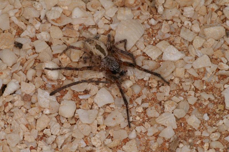 Phryganoporus_canididus_D3599_Z_85_Hamelin pool_Australie.jpg